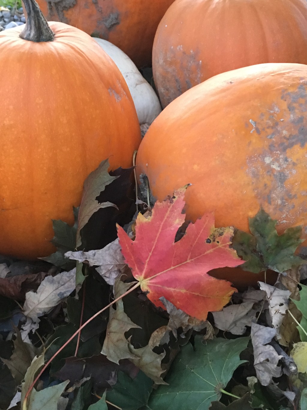 A Girl & Her&nbsp;Words